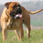 Bullmastiff