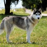 Siberian Husky