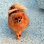 pomeranian